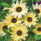Benih bunga matahari Vanilla Ice - Helianthus debilis - Helianthus cucmerifolius ‘Vanille Ice'
