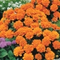 Fransız kadife çiçeği "Petite Orange" - 350 tohum - Tagetes patula L. - tohumlar