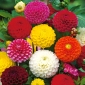 Pom-pom cvetlični dahija - mešanica sort - 120 semen - Dahlia pinnata flore pleno - semena
