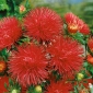 Kırmızı iğne yaprağı aster - 500 tohum - Callistephus chinensis  - tohumlar