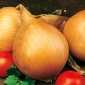 Onion Ailsa Craig seeds - Allium cepa - 500 seeds