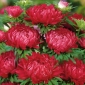 Aster "Duchesse" - ดอกสีแดง - 225 เมล็ด - Callistephus chinensis 