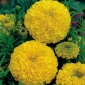 Fløjlsblomst - Golden Yellow - 270 frø - Tagetes erecta