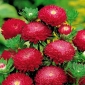 Aster Pom-pom-flowered "Bolero" - merah - 225 biji - Callistephus chinensis 