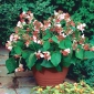 Home Garden - Large-flowered French bean "Hestia" - for indoor and balcony cultivation