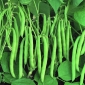녹색 프랑스 콩 "프로세서"- 중간 종류의 초기 - Phaseolus vulgaris L. - 씨앗