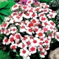 Dianthus Merry-Go-Round seemned - Dianthus chinensis - 330 seemnet