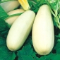 Abobrinha - Long White Bush 2 - 14 sementes - Cucurbita pepo