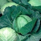 Early Cabbage seeds - Brassica oler. convar capitata var. alba - 480 seeds