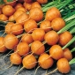Okrogla korenček Pariser Markt 4 semena - Daucus carota - 2550 semen - Daucus carota ssp. sativus 