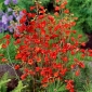Red Larkspur, Orange Larkspur seeds - Delphinium nudicaule - 80 semillas