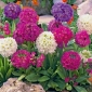 Baget çuha çiçeği tohumları - çuha çiçeği denticulata - 600 tohumlar - Penicula denticulata
