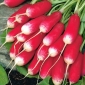 生物 - 萝卜“法国早餐3” - 经过认证的有机种子 -  425粒种子 - Raphanus sativus L. - 種子