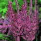 Рожеві насіння Statice - Limonium Suworowii - 1100 насіння - Limonium suworowii, syn. Psylliostachys suworowii