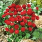 Margarita - Pomponette - rojo - 690 semillas - Bellis perennis