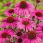 紫色のコーンフラワー種子 - エキナセアパープル -  230種子 - Echinacea purpurea - シーズ