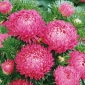 Roz aster balsam roz - 500 de seminte - Callistephus chinensis  - semințe