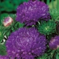 Фиолетовая пионовая астра - 500 семян - Callistephus chinensis - семена
