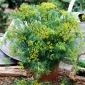 Eneldo - Bouquet - 2800 semillas - Anethum graveolens L.
