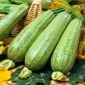Zucchini Nimba Samen - Cucurbita pepo - 12 Samen - 