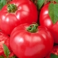 Tomaat – Favorite - 263 zaden - Lycopersicon esculentum Mill