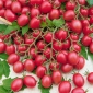 זרעי פלפל עגבניות Raspberry Red Hood  - Lycopersicon lycopersicum - Lycopersicon esculentum Mill  - זרעים