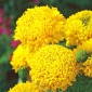 Marigold Fantastic seeds - Tagetes erecta - 90 biji