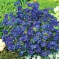 Mavi Pimpernel tohumları - Anagallis grandiflora - 130 tohumlar