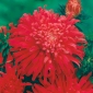 Rød krysantemumblomstret aster "Flame" - 500 frø - Callistephus chinensis
