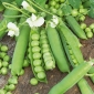 Bio - Sugar snap pea - sertifisert organisk frø - Pisum sativum L.