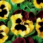 Pansy Matrix Κίτρινοι σπόροι κηλίδας - Viola x wittrockiana - 400 σπόροι