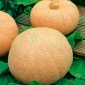 Giant Pumpkin seeds - Cucurbita maxima - 12 seeds