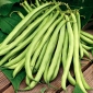 Zelené francouzské fazole "Scuba" - středně raná odrůda - 200 semen - Phaseolus vulgaris L. - semena