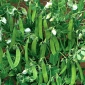 BIO - Field sugar snap pea "Norli" - certified organic seeds