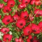 Scarlet Flax, Red Flax seeds - Linum grandiflorum - 150 seeds
