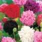 Opium poppy - campuran berbagai bunga ganda; poppy biji keladi - 1000 biji - Papaver somniferum