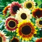 Dwarf Ornamental Sunflower mixed seeds - Helianthus annuus