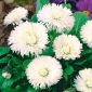 Bahasa Inggeris Daisy Roggli Biji putih - Bellis perennis - 600 biji - Bellis perennis grandiflora.  - benih