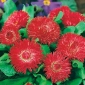 Daugiametės saulutės - Grandiflora – Grace - raudonas - 600 sėklos - Bellis perennis grandiflora.
