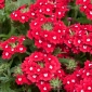 พืชชนิดหนึ่งในสวน - บุปผาสีแดงที่มีจุดสีขาว; พืชสวน - 120 เมล็ด - Verbena x hybrida