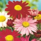 Окрашенные семена Дейзи Робинсон Микс - Хризантема кокциновая - 120 семян - Chrysanthemum coccineum