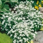 Bílá pomněnka, semena - Myosotis alpestris - 660 semen