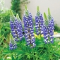 Hagelupin - The Governor - 90 frø - Lupinus polyphyllus