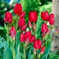 Tulipán Red Georgette - csomag 5 darab - Tulipa Red Georgette