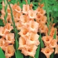 Gladíolo Peter Pears - pacote de 5 peças - Gladiolus Peter Pears