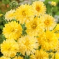 Pot Marigold Cream Beauty semená - Calendula offficinalis - 240 semien - Calendula officinalis