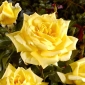 Piantina a fiore grande rosa - giallo - in vaso - 