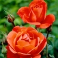 Storblomsteret rose - orange - potteplante - 