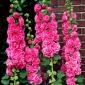 Common hollyhock - pink variety - 50 seeds
