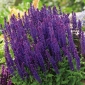 Hainsalbei - violett-blau-blühend;   
